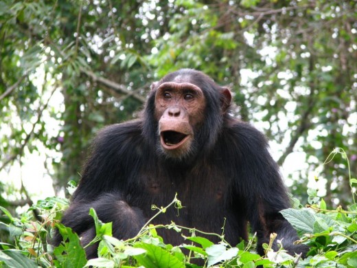 Самки шимпанзе часами сидят у телевизора, пока самцы добывают пропитание.
