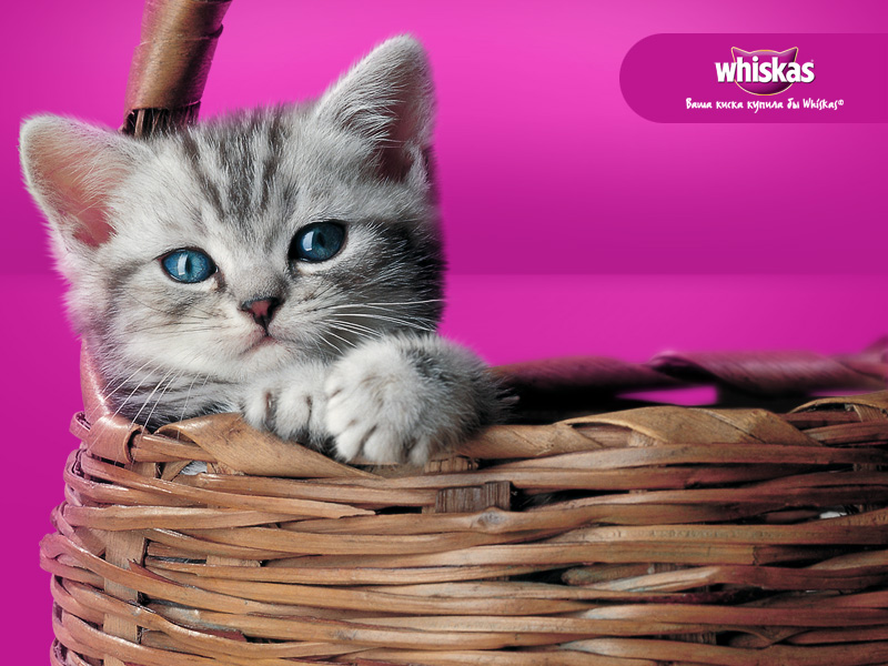Какие бывают киски. Реклама вискас корм для кошек. Реклама вискас. Кошка из рекламы вискас. Вискас для котят.
