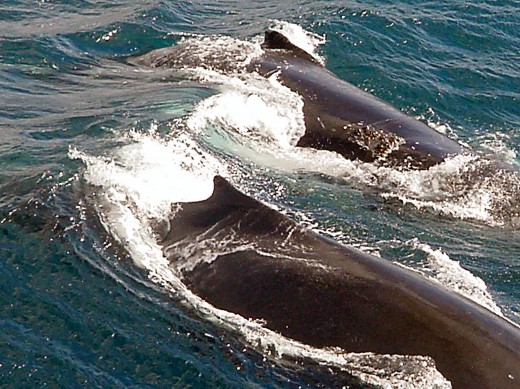 У берегов Нью-Йорка поселились полсотни горбатых китов