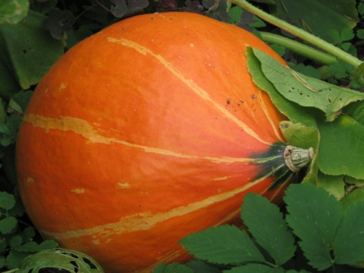 Британские ученые решили: самые травмоопасные овощи – брюква и тыква