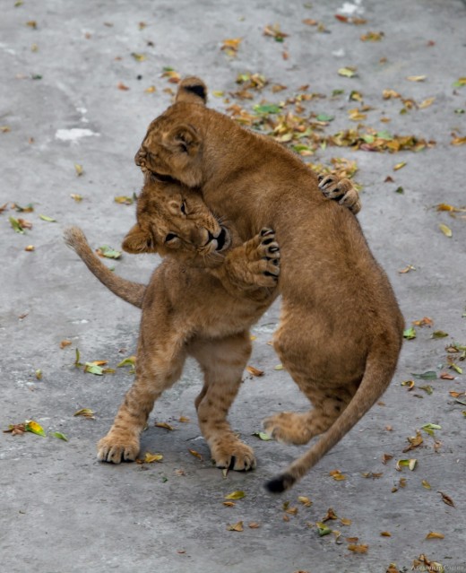 В Московском зоопарке родились львята