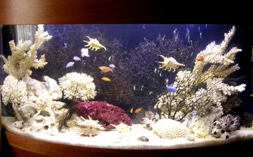Если хотите купить морской аквариум