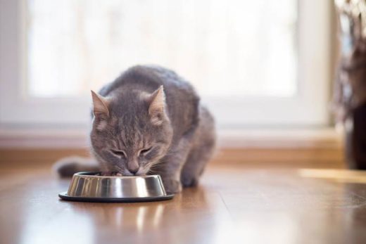 Почему ваша кошка часто недоедает свою порцию