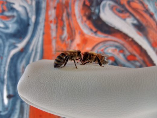 Художник Марина Звягинцева провела выставку среди диких пчёл