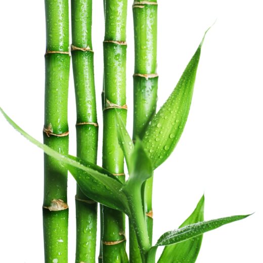 Экстракт бамбука - что в нем содержится, лечебные свойства, показания