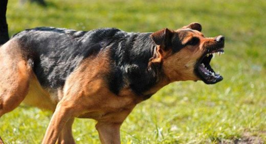 Защитники или угроза? Разоблачение мифов об опасных породах собак