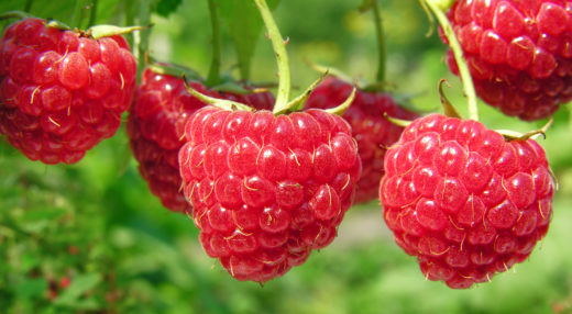 Полезна для похудения: эта ягода помогает обуздать голод