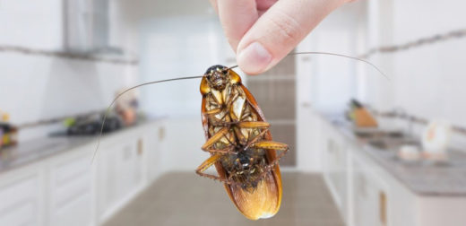 Как избавиться от тараканов в квартире: советы по эффективной дезинсекции