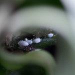 Белый налет на орхидеях от мучнистого червеца
