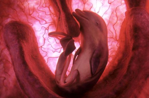 Потрясающие фотографии животных в чреве матери