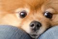 Ученые узнали, почему люди больше сочувствуют собаке, чем человеку