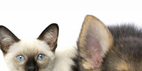 Аксессуары для ваших любимцев