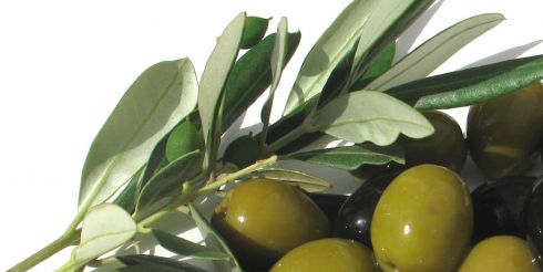 Ликбез под оливки о пользе маслин