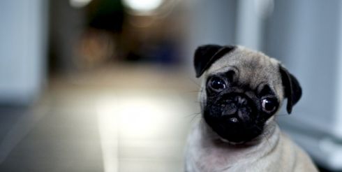 Если вы хотите завести домашнего питомца