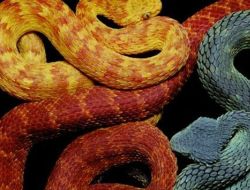 Змеи и искусство