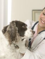 Как выбирать ветеринарную клинику