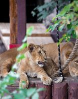 В Московском зоопарке родились львята