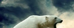 В мире отметили День рождения белых медведей