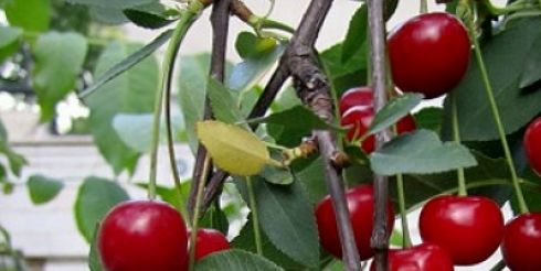 Саженец вишни: инструкция к применению