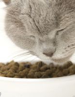 Как выбрать сухой кошачий корм?