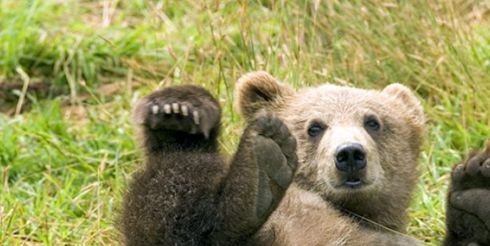 Медвежья желчь: как ее правильно принимать