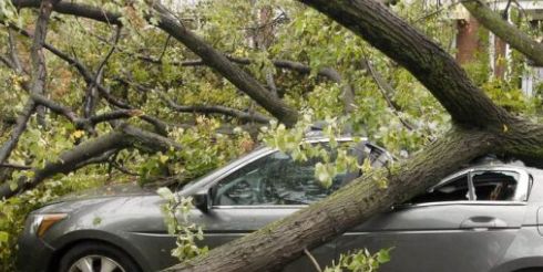 Страховой случай при падении дерева на авто
