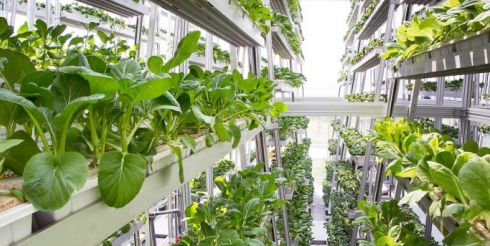 Гидропонные установки: эффективность и надежность