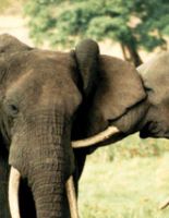 Зоопарк Познани переполнен желающими посмотреть на слона нетрадиционной ориентации
