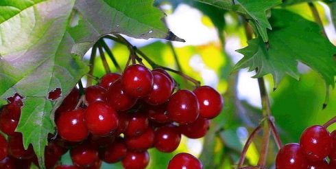 Полезные перекусы: польза и вред калины