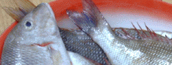 Импортеры рыбы будут поставлять в Беларусь только сырье