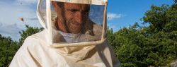 Пчеловодство сегодня – где купить необходимые вещи для старта пасеки?