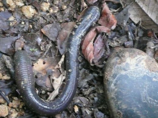 Эквадорский червь