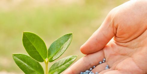 Какие стимуляторы роста растений купить?