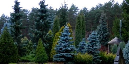 Ель в ландшафтном дизайне – эстетичность и элегантность
