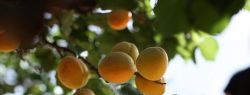 Выращивание саженцев абрикоса