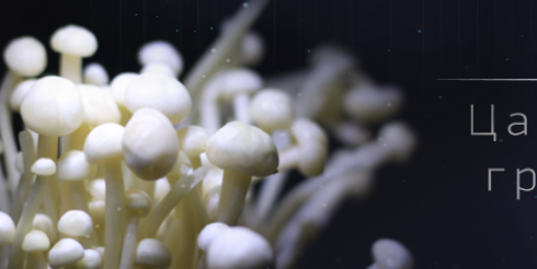 Сезон грибной охоты открыт на телеканале «Живая Планета»