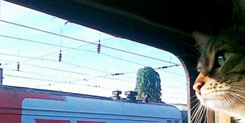 Рекорд по перевозке домашних животных без сопровождения поставила в 2020 году ФПК