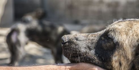 Международный день бездомных животных отмечается 15 августа