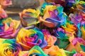 Радужные розы: как выращивают, чем окрашивают и как эффектно подарить