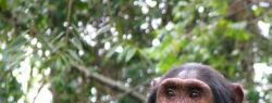 Самки шимпанзе часами сидят у телевизора, пока самцы добывают пропитание.