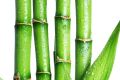 Экстракт бамбука — что в нем содержится, лечебные свойства, показания