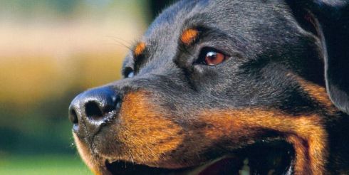 Ученые доказали способность собак вынюхивать рак