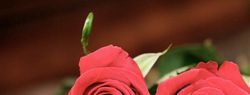 Ученые продлят жизнь срезанных роз