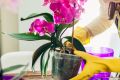 Болезни орхидей – как с ними бороться?