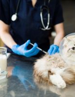 Вакцинация котят и кошек: важность, схема прививок и советы по уходу