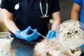 Вакцинация котят и кошек: важность, схема прививок и советы по уходу