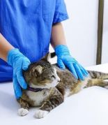 Шишки у собак и кошек – когда необходимо обратиться к ветеринарному хирургу