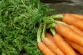 Врачи рекомендуют морковь как средство от многих болезней