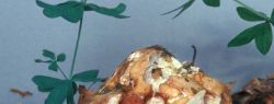 Бесовские грибы трюфели