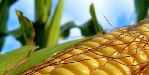 Кукуруза обеспечивает всеми витаминами